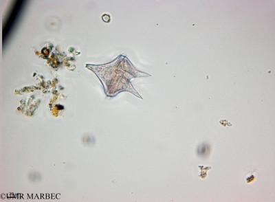 phyto/Thau_Lagoon/THAU_station1/OSU_plancton 2013/Protoperidinium oblongum (40x -140114)(copy)_thumb.jpg